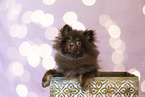 young Pomeranian