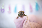 Pomeranian Baby