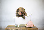 Pomeranian Baby