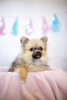 young Pomeranian