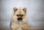 young Pomeranian