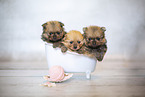 Pomeranian Babies