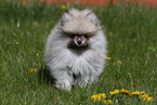 Pomeranian Puppy