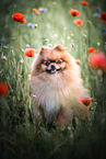 male Pomeranian