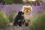 2 Pomeranians