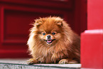 female Pomeranian