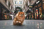 female Pomeranian