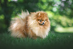 female Pomeranian
