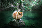 female Pomeranian