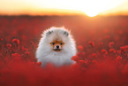 Pomeranian Puppy