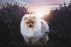 Pomeranian Puppy