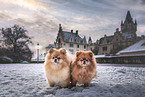 2 Pomeranians