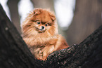 female Pomeranian