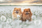 2 Pomeranians