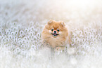 female Pomeranian