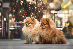 2 Pomeranians