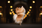female Pomeranian
