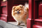 female Pomeranian