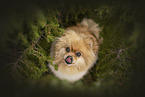 red Pomeranian