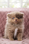 Pomeranian Puppy