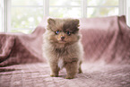 Pomeranian Puppy