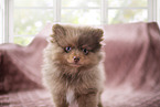 Pomeranian Puppy