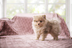 Pomeranian Puppy