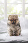 Pomeranian Puppy