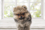 Pomeranian Puppy