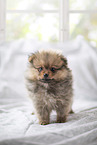 Pomeranian Puppy