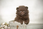 Pomeranian Puppy