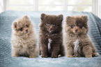 Pomeranian Puppies