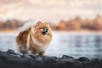 Pomeranian