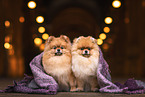 Pomeranians