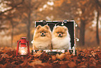 Pomeranians