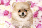 Pomeranian Puppy