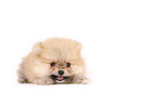 Pomeranian Puppy