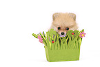 Pomeranian Puppy