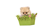 Pomeranian Puppy