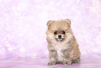 Pomeranian Puppy