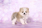 Pomeranian Puppy