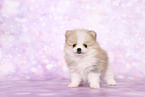 Pomeranian Puppy