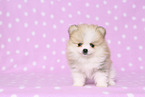 Pomeranian Puppy