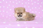 Pomeranian Puppy