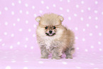 Pomeranian Puppy