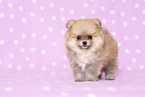 Pomeranian Puppy