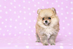 Pomeranian Puppy