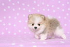 Pomeranian Puppy