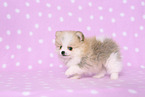 Pomeranian Puppy