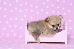 Pomeranian Puppy